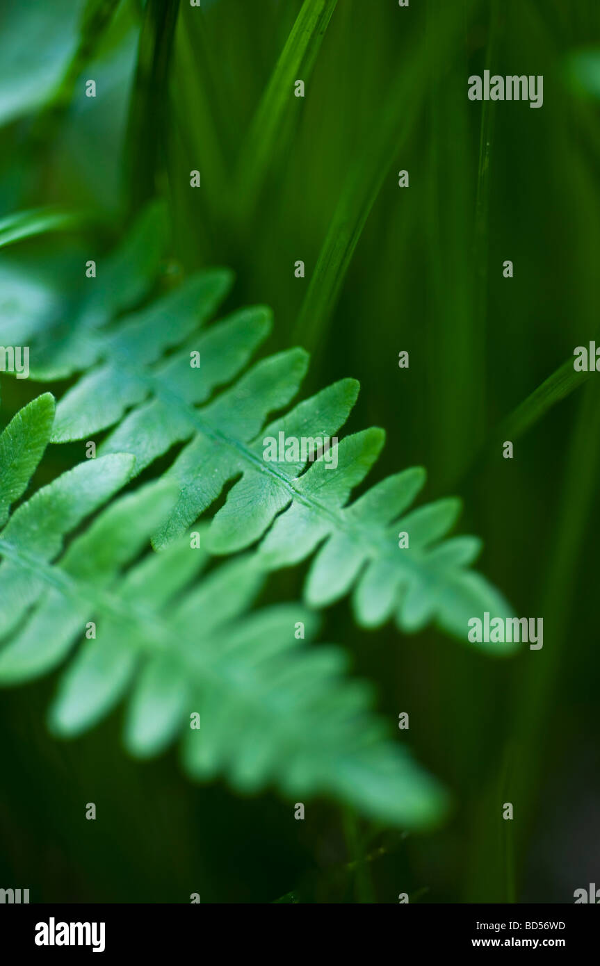 Outdoors leaves hi-res stock photography and images - Alamy