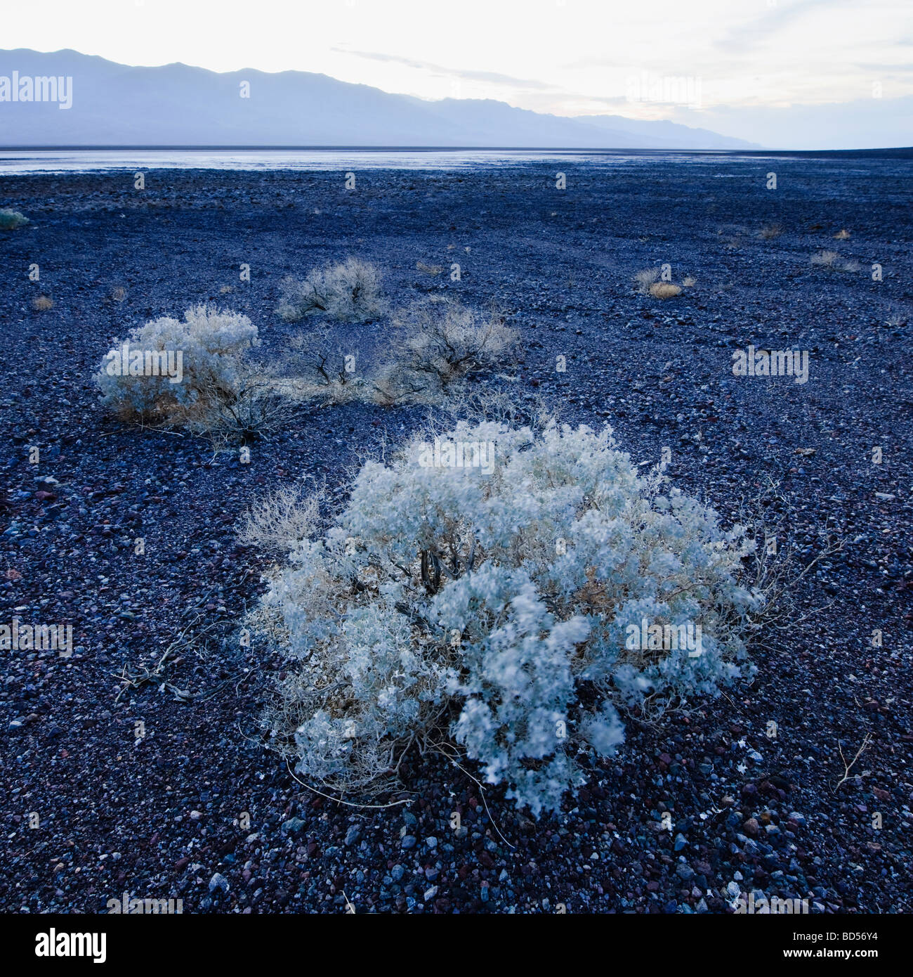 Sage brush in Death Valley Stock Photo