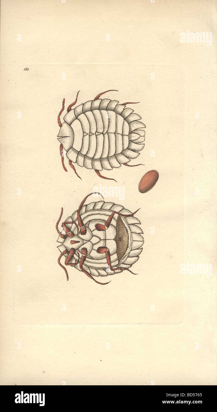 Handcolored engraving of a microscopic mailed coccus (Coccus cataphractus) from 'Naturalist's Miscellany' (1794). Stock Photo
