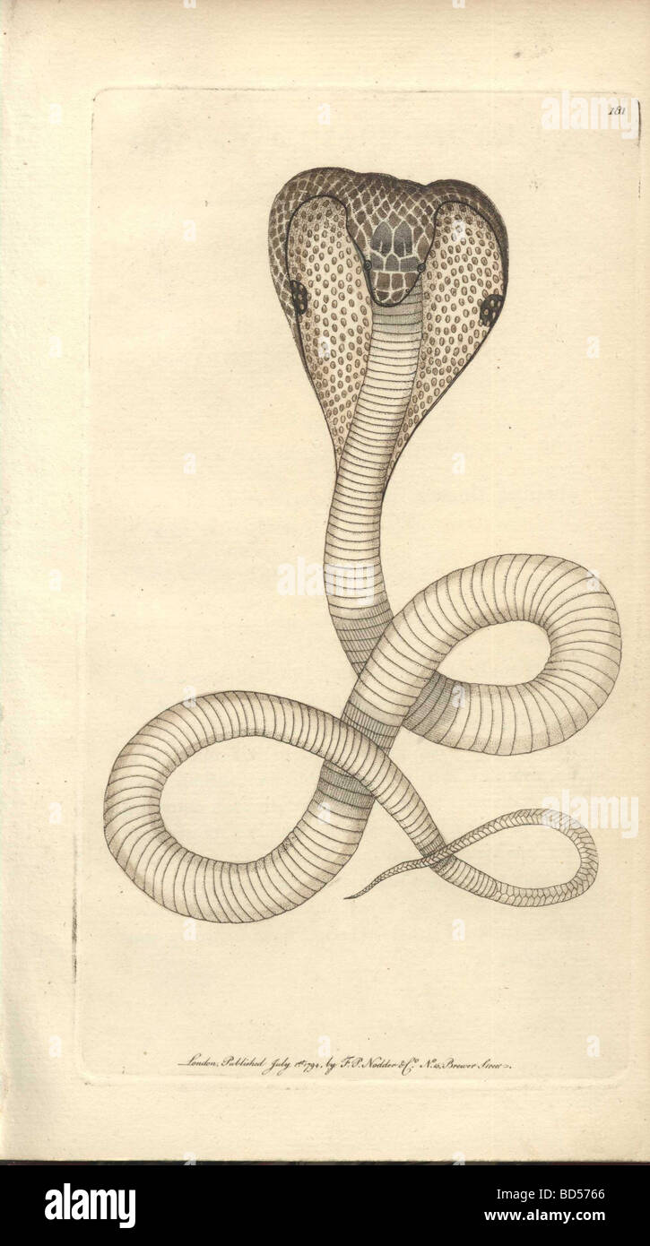 Handcolored engraving of a spectacle snake (Coluber naja) from 'Naturalist's Miscellany' (1794). Stock Photo