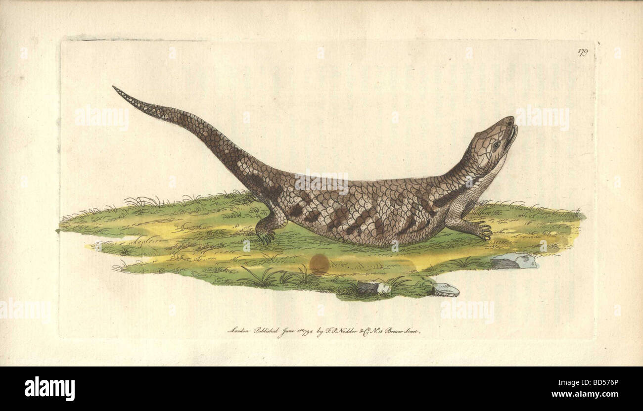 Handcolored engraving of a striped scincoid lizard (Lacerta scincoides) from 'Naturalist's Miscellany' (1794). Stock Photo