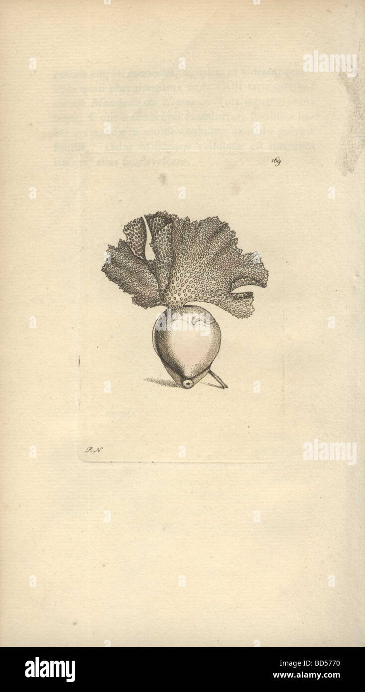 Handcolored engraving of a lace millepore coral (Millepora cellulosa) from 'Naturalist's Miscellany' (1794). Stock Photo