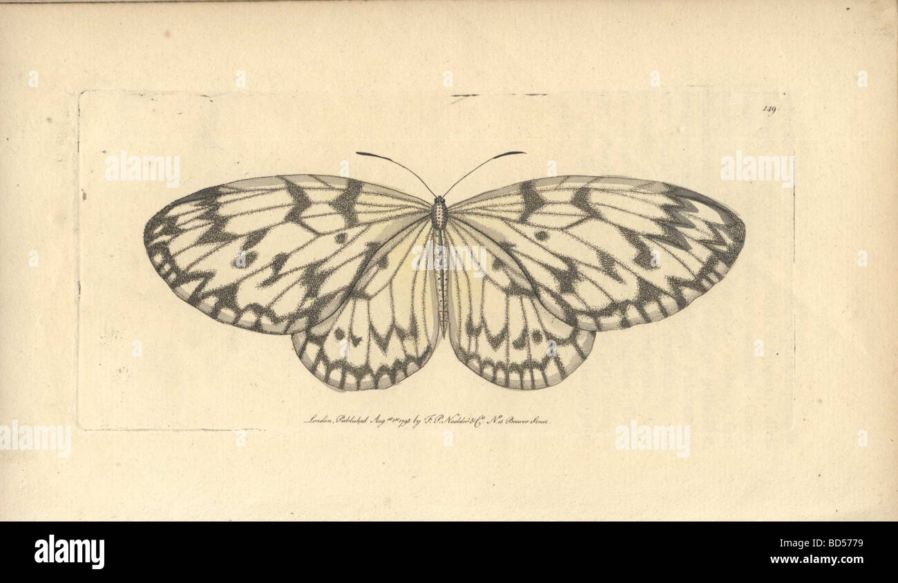 Handcolored engraving of a black-striped butterfly (Papilio idea) from 'Naturalist's Miscellany' (1794). Stock Photo