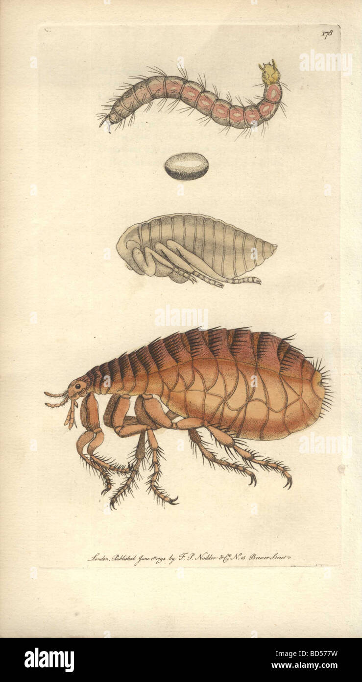 Handcolored engraving of a microscopic flea (Pulex irritans) from 'Naturalist's Miscellany' (1794). Stock Photo