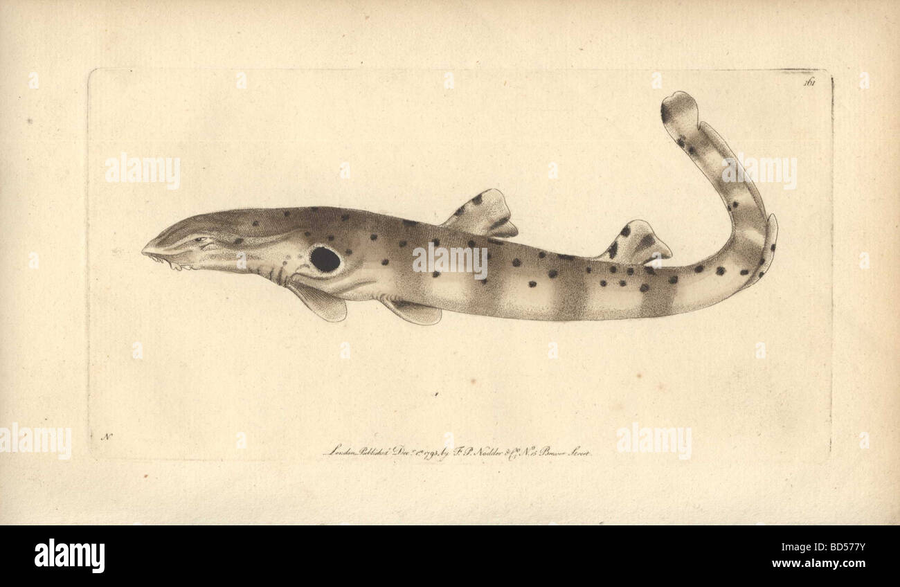 Handcolored engraving of an ocellated shark (Squalas ocellatu) from 'Naturalist's Miscellany' (1794). Stock Photo
