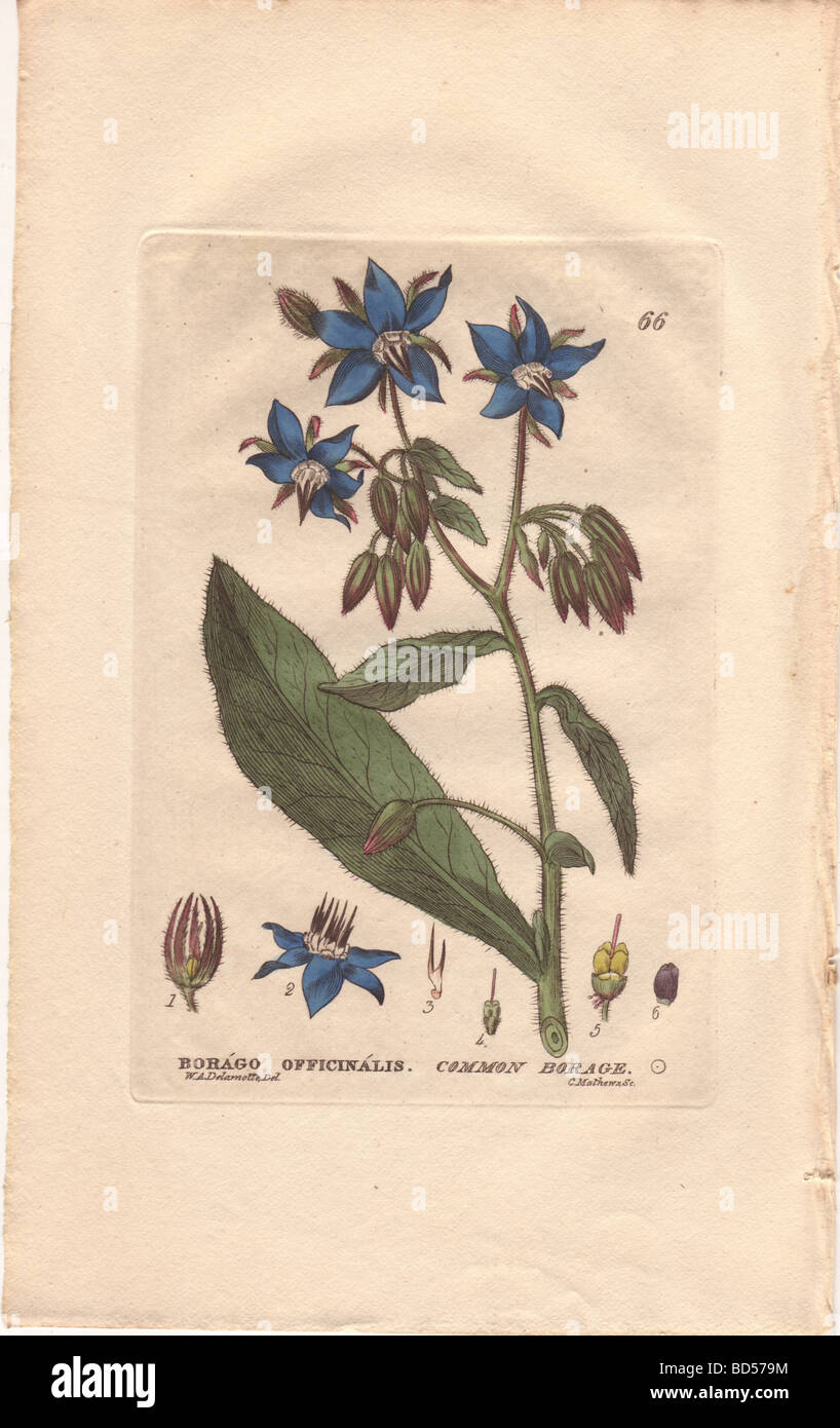 Fine copperplate of blue borage flower (Borago officinalis) from Baxter's 'British Flowering Plants' (1834). Stock Photo