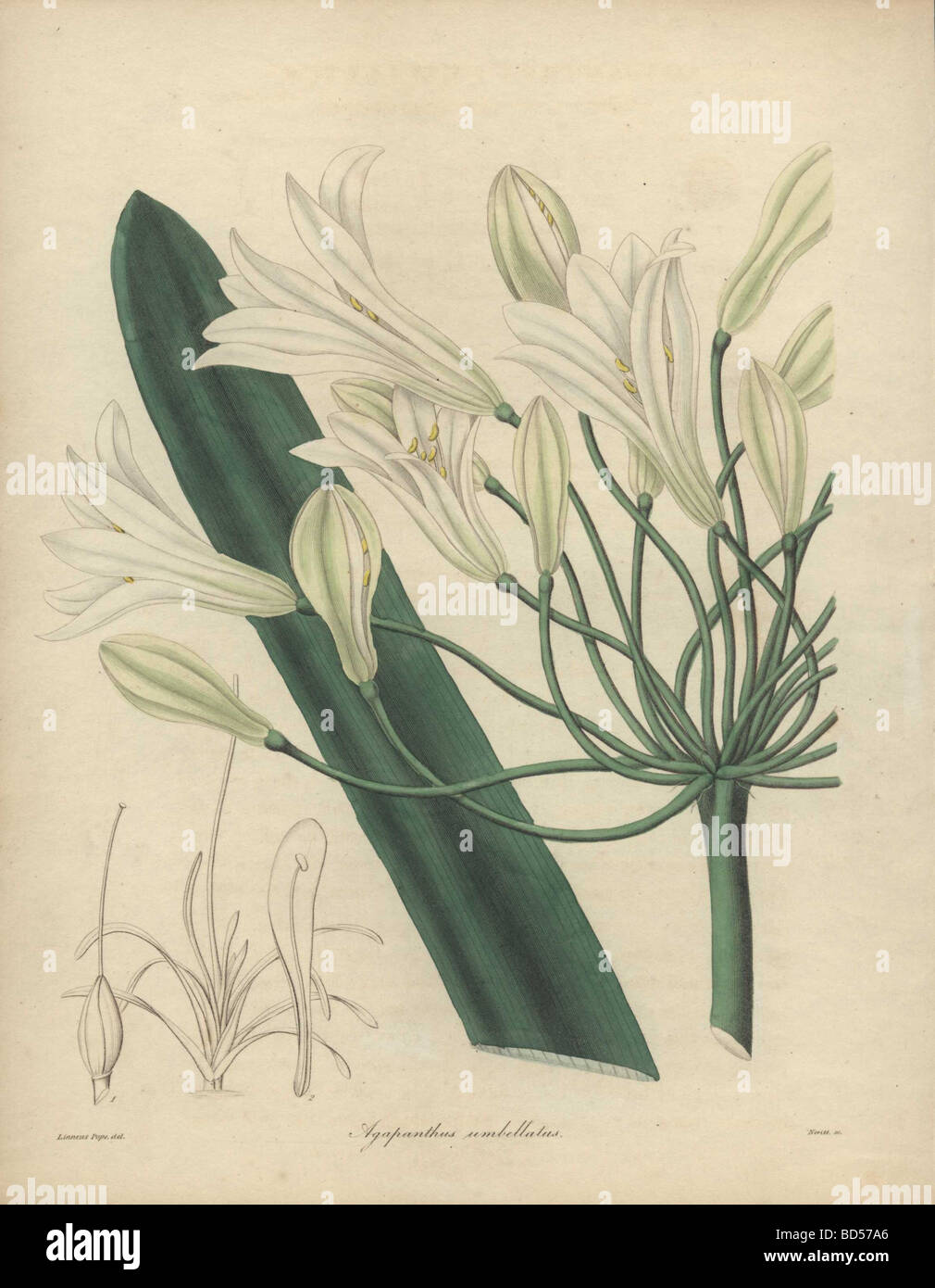 Fine copperplate engraving of a white agapanthus lily (Agapanthus umbellatus) from 'The Botanist' (1836). Stock Photo