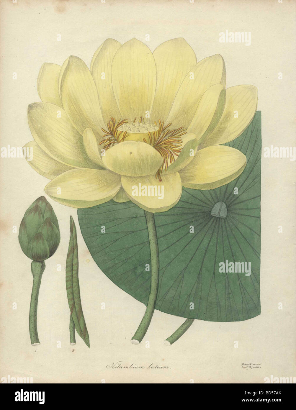 Fine copperplate engraving of a yellow water lily (Nelumbium luteum) flower and round leaf from 'The Botanist' (1836). Stock Photo