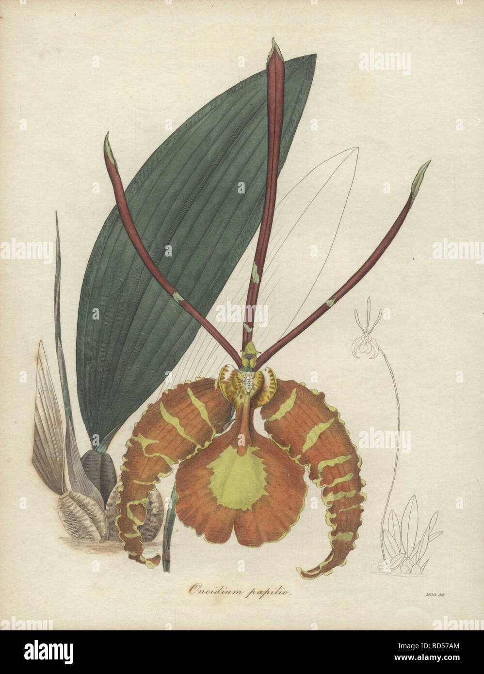 Copperplate engraving of a yellow and orange butterfly orchid (Oncidium papilio) from 'The Botanist' (1836). Stock Photo