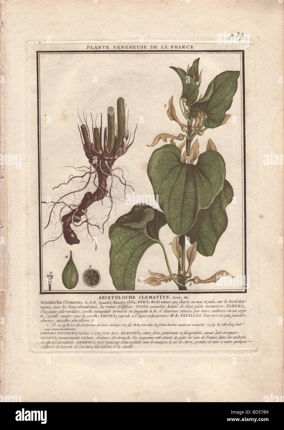 Parts of the birthwort plant (Aristolochia clematitis) showing roots and stalks at left and leaves and flowers at right. Stock Photo