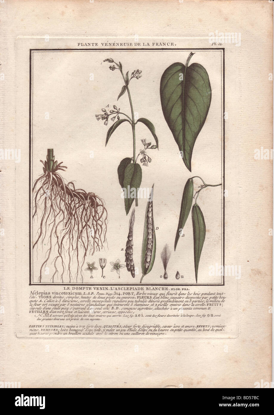 The white swallow-wort (Asclepias vincetoxicum) with roots at left, flower and leaves center, and oval leaves at right. Stock Photo