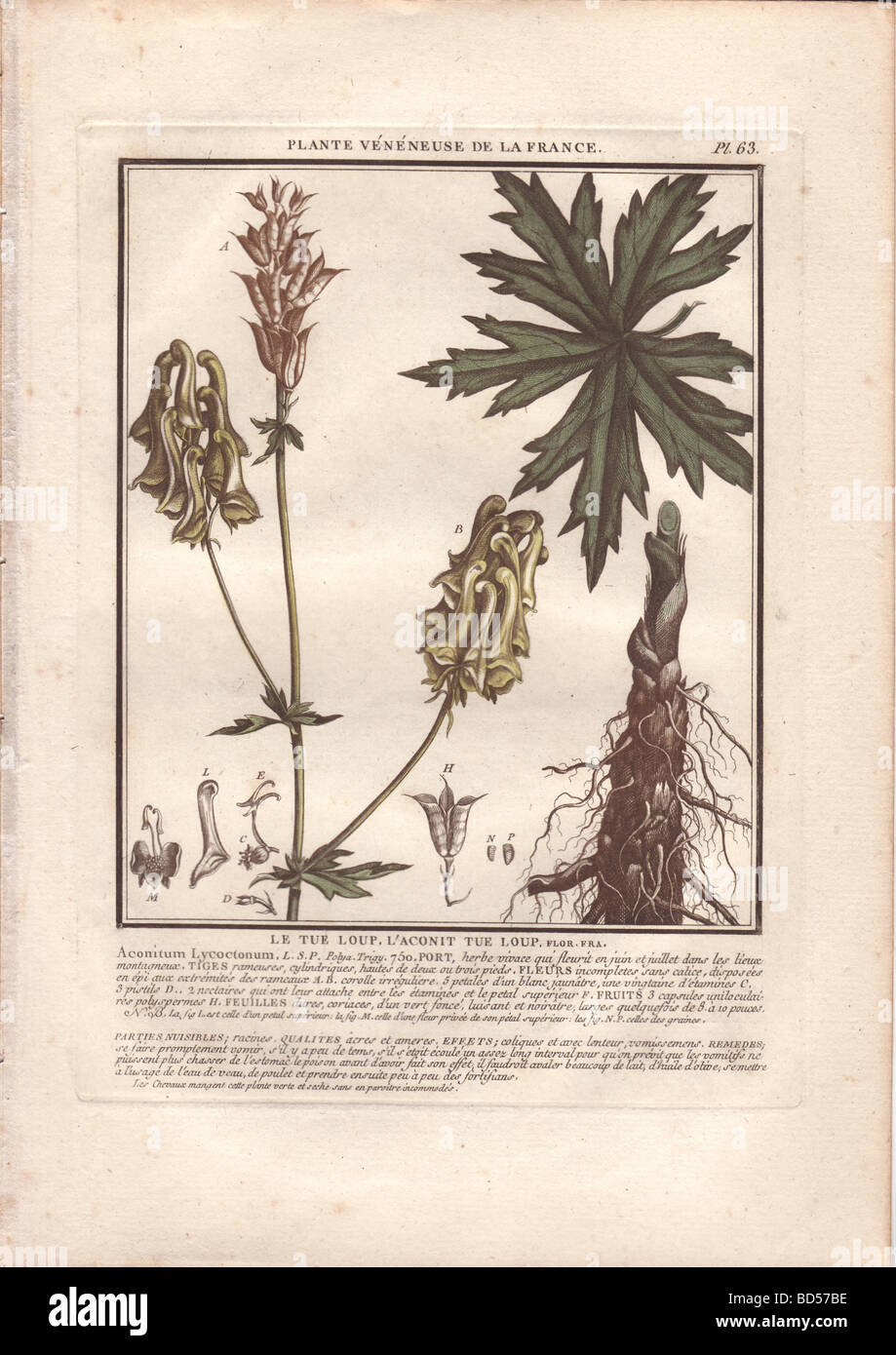 Parts of the poisonous wolfsbane plant (Aconitum lycoctonum) with leaf