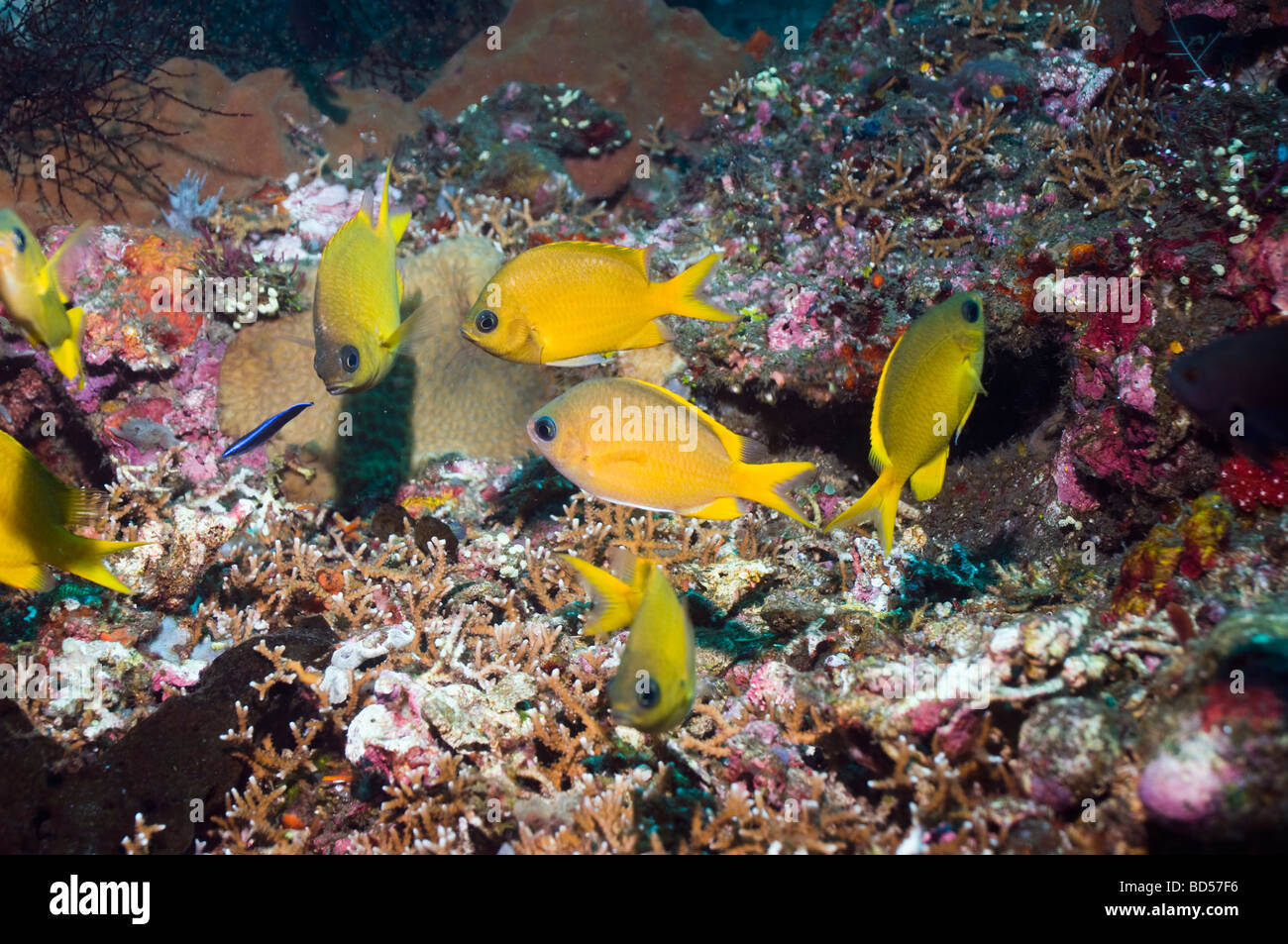 Yellow chromis Chromis analis at cleaning station Bali Indonesia Stock Photo