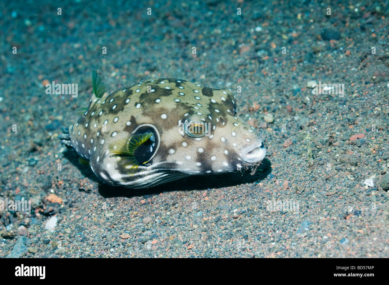 Whitespotted puffer Arothron hispidus foraging on sandy bottom Bali Indonesia Stock Photo