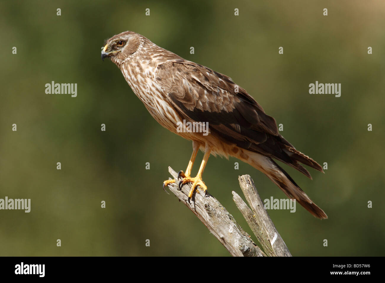 Hen Harrier, Northern Harrier (Circus cyaneus), female perched on dead branch Stock Photo