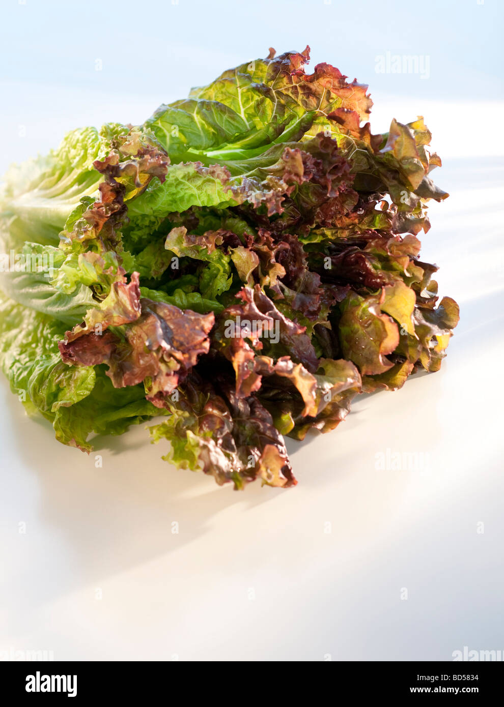 A head of lettuce Stock Photo Alamy