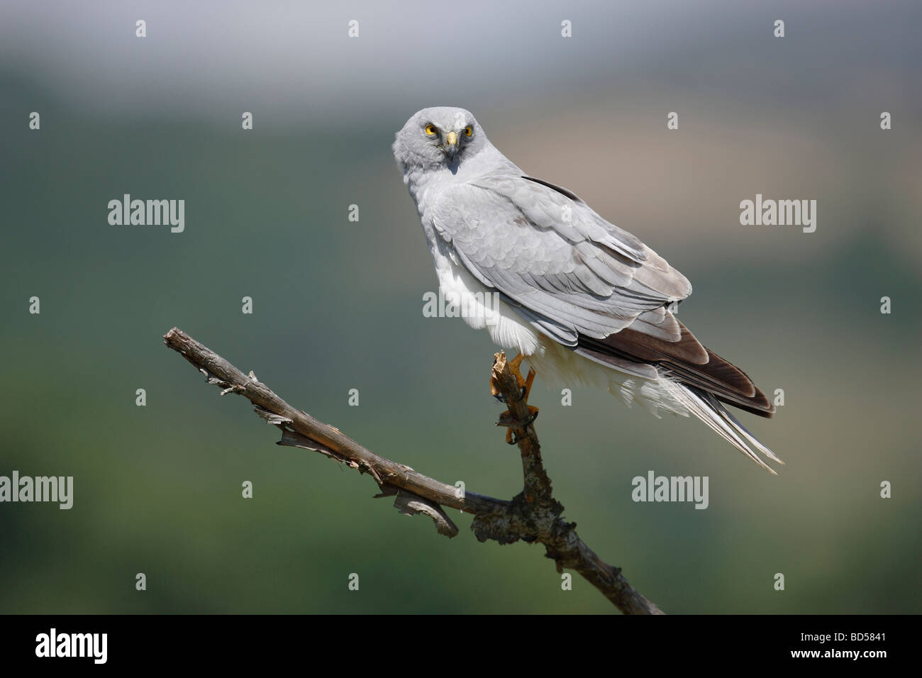 Hen Harrier, Northern Harrier (Circus cyaneus), male perched on dead branch Stock Photo
