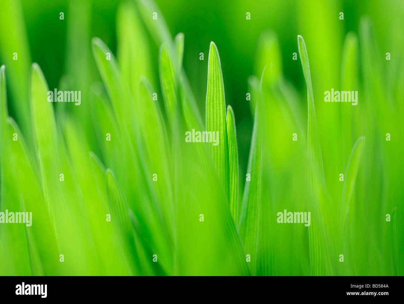 Close up day environment hi-res stock photography and images - Alamy