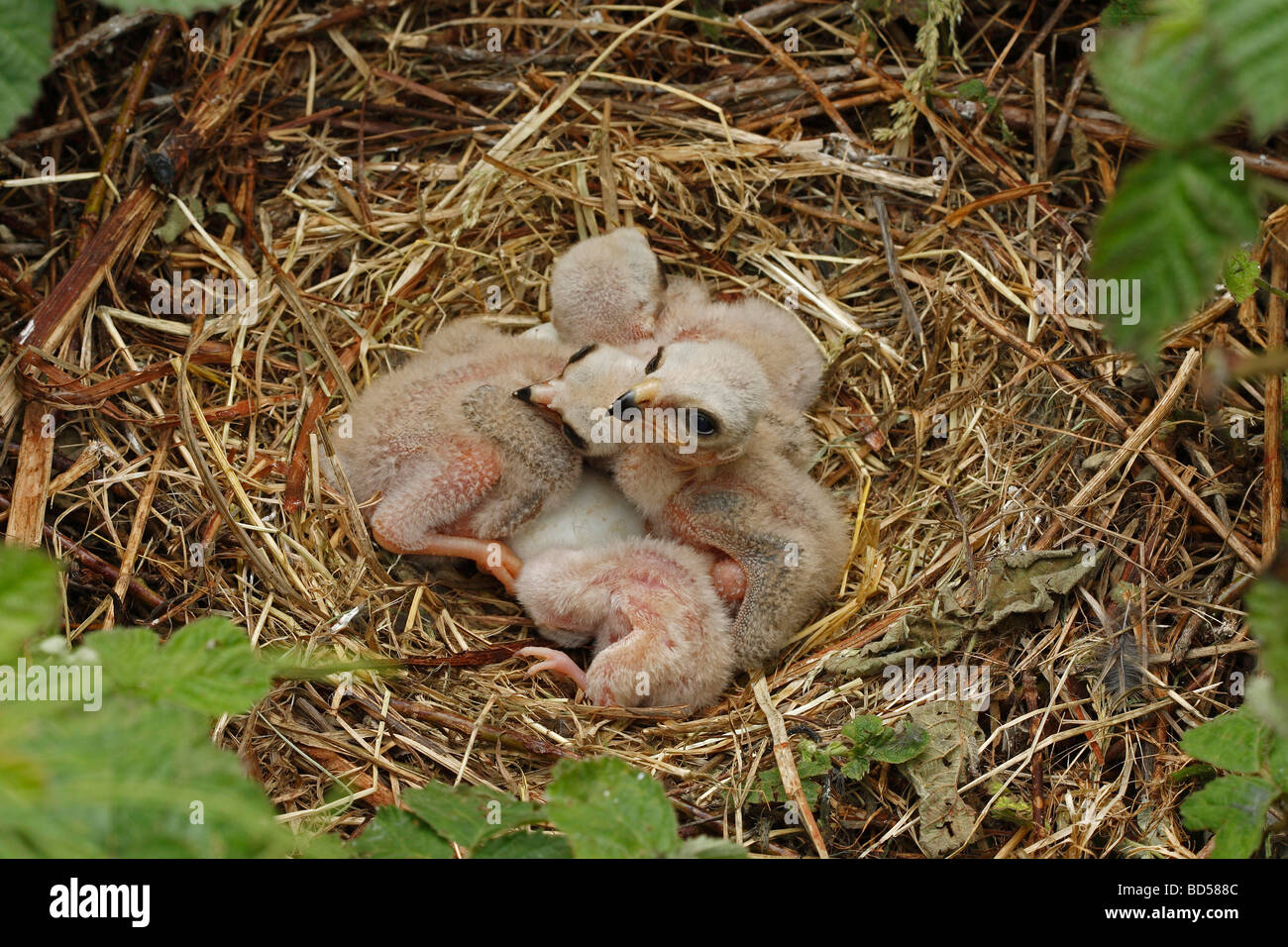 Hen Harrier, Northern Harrier (Circus cyaneus), three chicks in nest Stock Photo