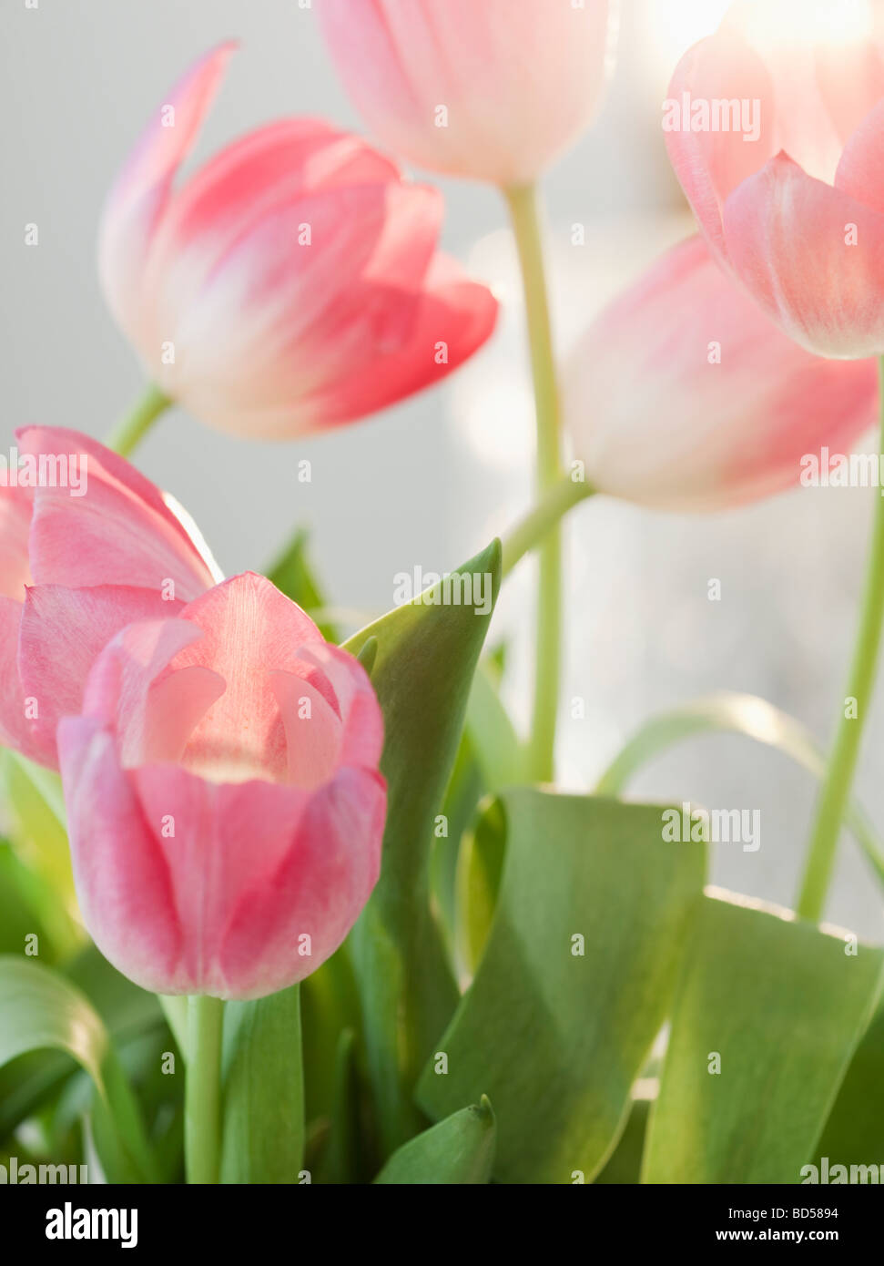 Bouquet of pink flowers hi-res stock photography and images - Alamy