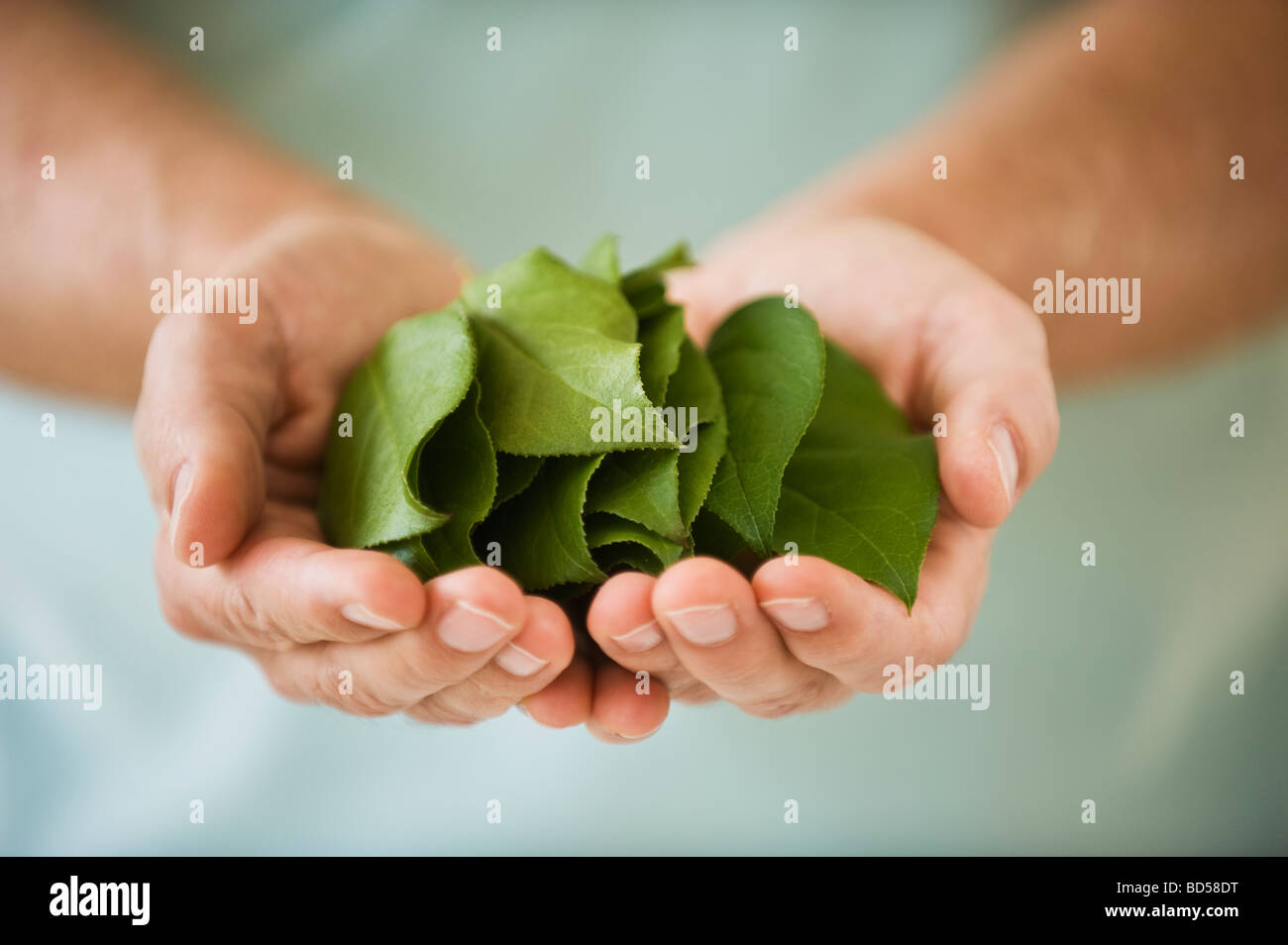 Hand holding leaves Stock Photo - Alamy