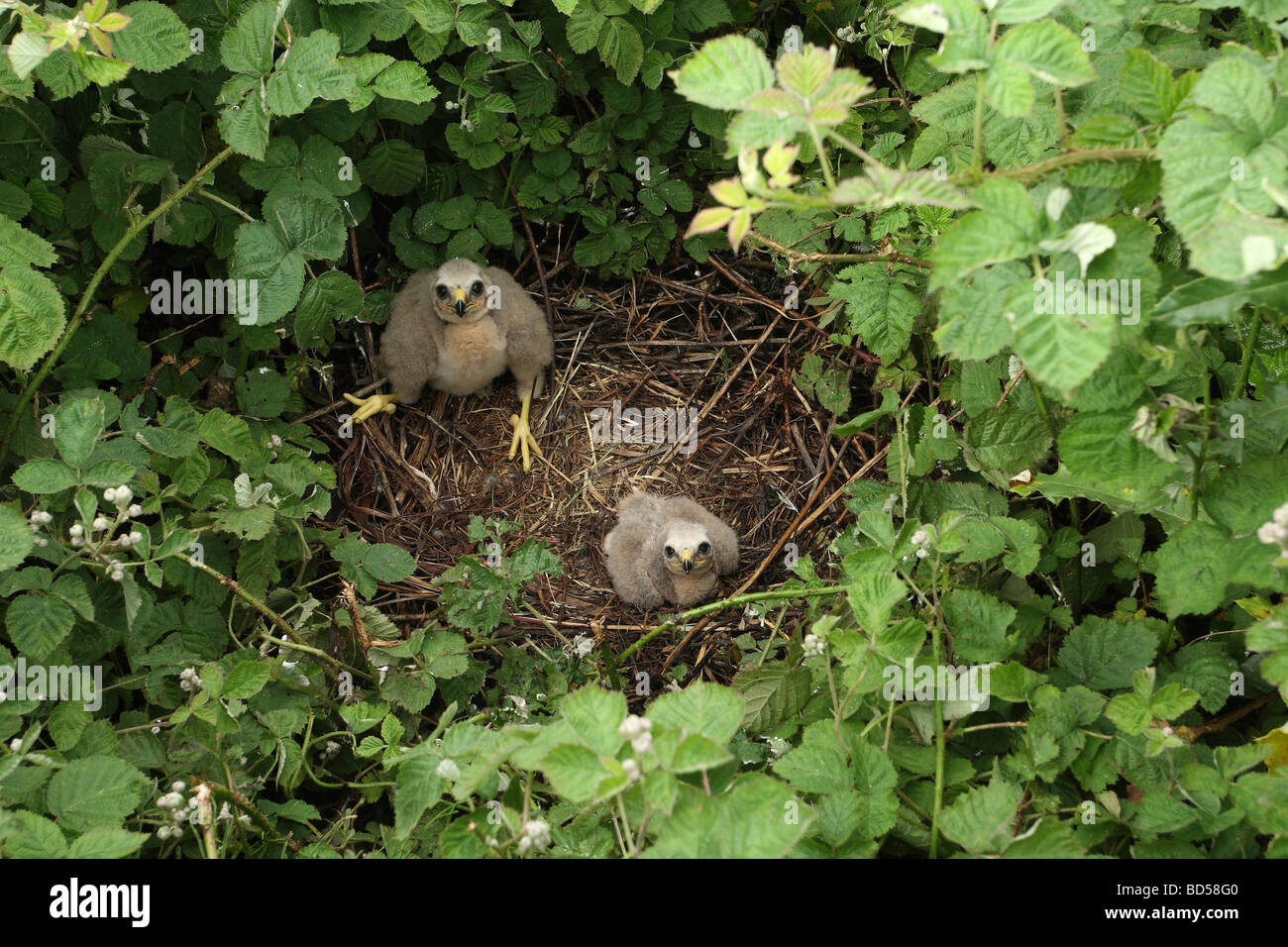 Hen Harrier, Northern Harrier (Circus cyaneus), two chicks in nest Stock Photo