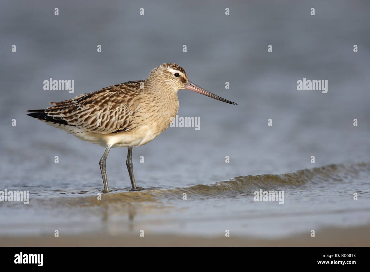 Black-tailed Godwit (Limosa limosa), juvenile standing in shallow water Stock Photo