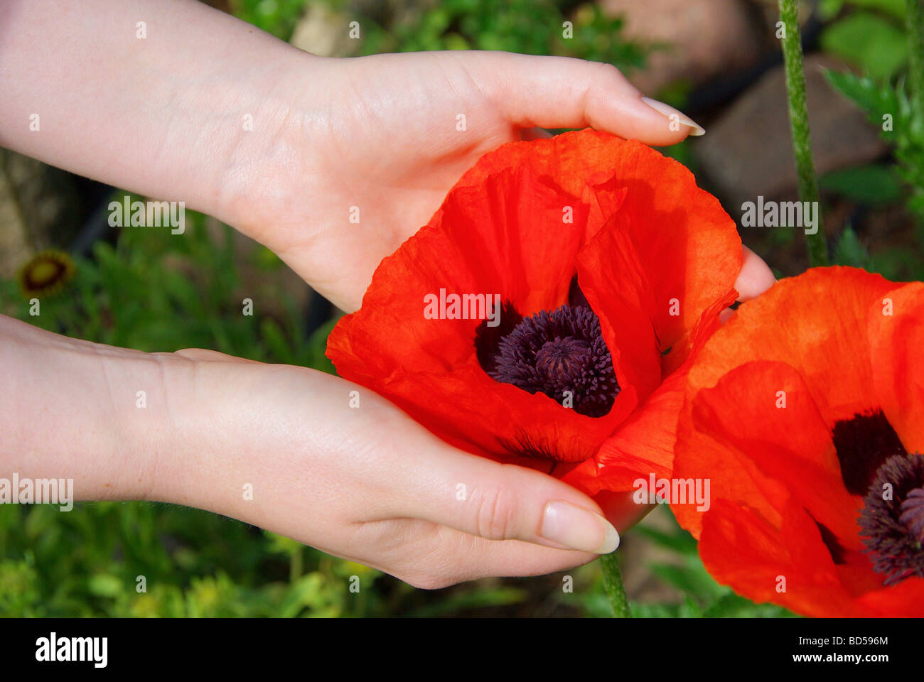 Türkischer Mohn in Händen oriental poppy in hands 01 Stock Photo
