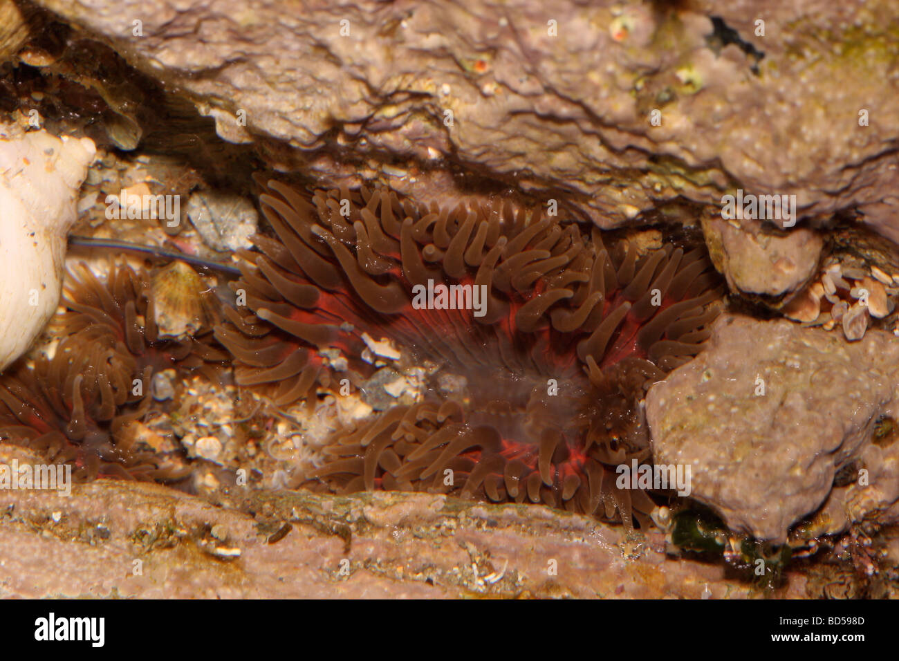 Daisy anemone Cereus pedunculatus Sagartiidae brown form with red on tentacles in a rock pool UK Stock Photo