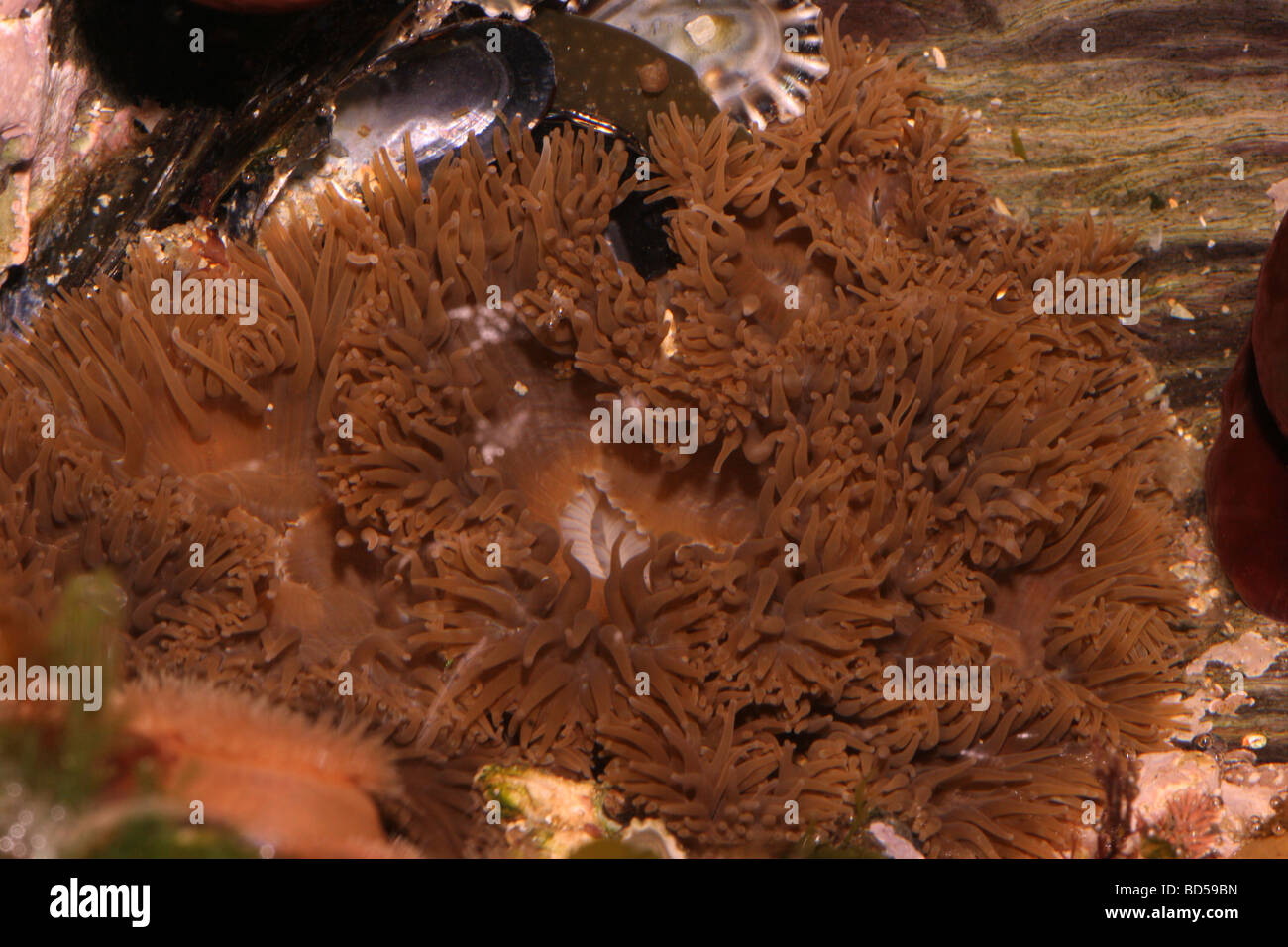 Daisy anemone Cereus pedunculatus Sagartiidae brown form in a rockpool UK Stock Photo