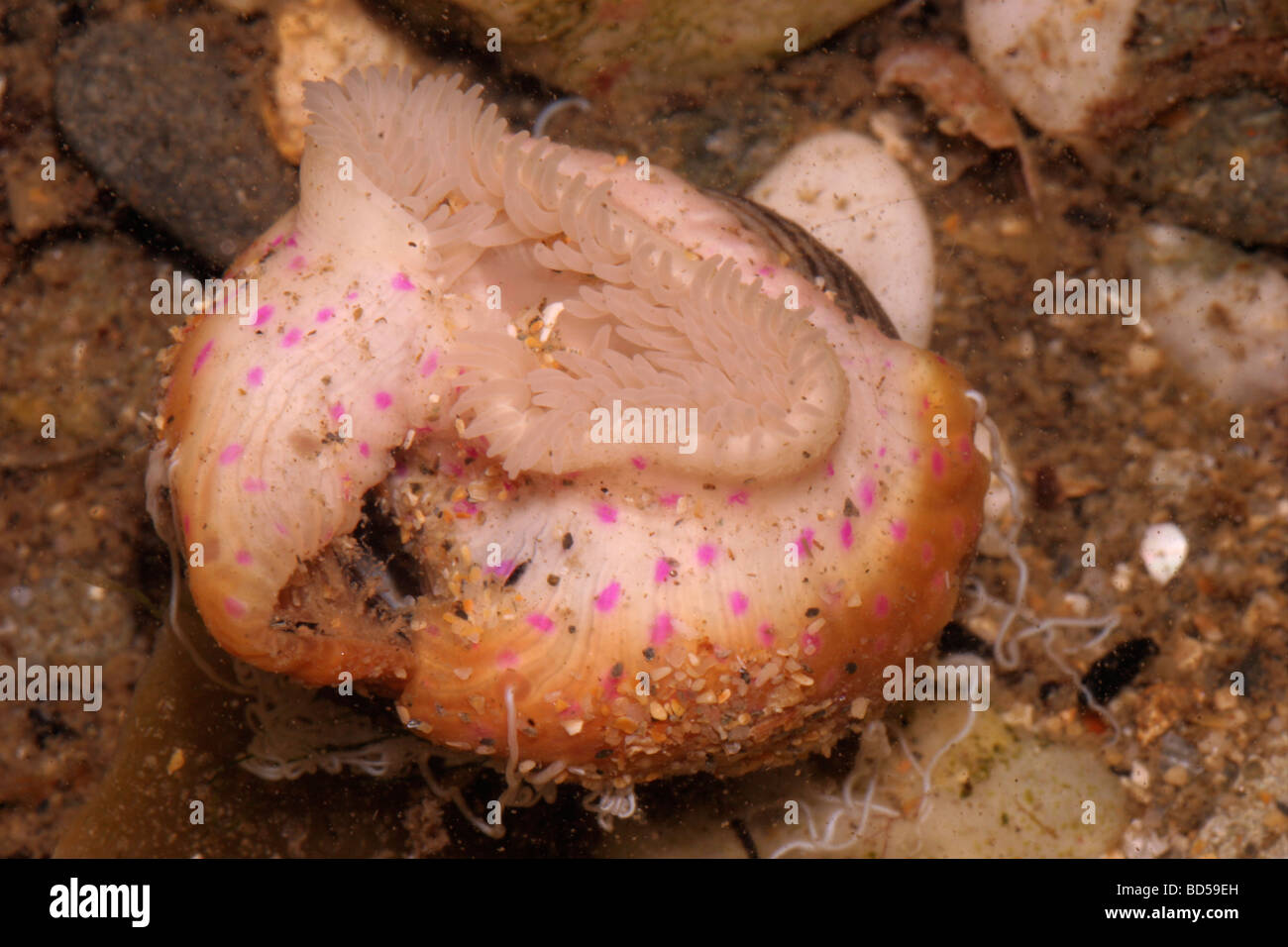 Cloak anemone Adamsia carcioniopados Hormathiidae UK Stock Photo