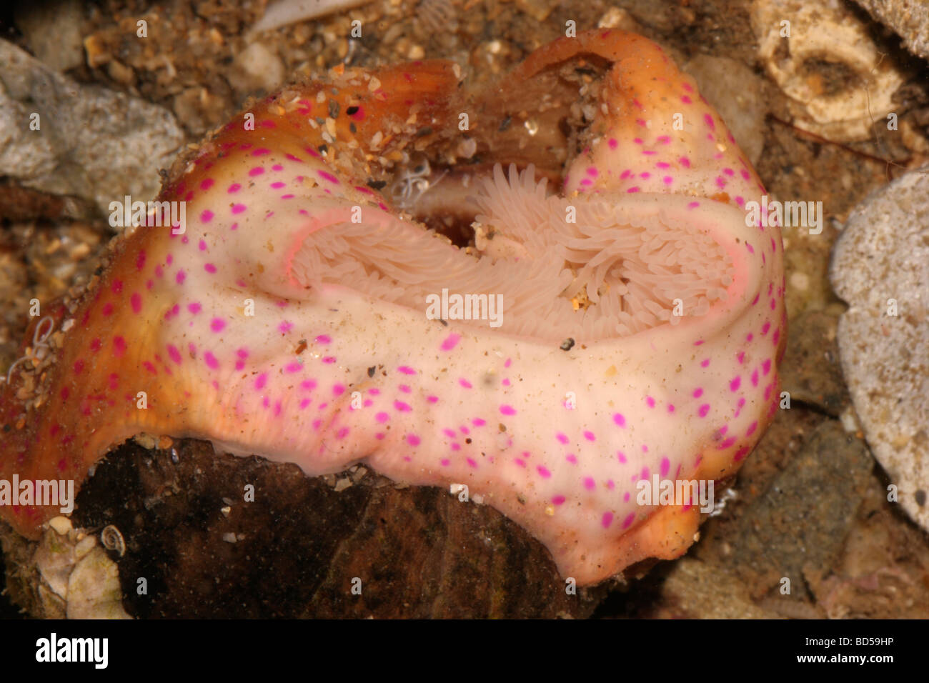 Cloak anemone Adamsia carciniopados Hormathiidae UK Stock Photo