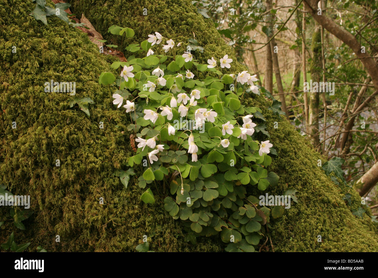 Flower oxalidaceae oxalis acetosella hi-res stock photography and ...