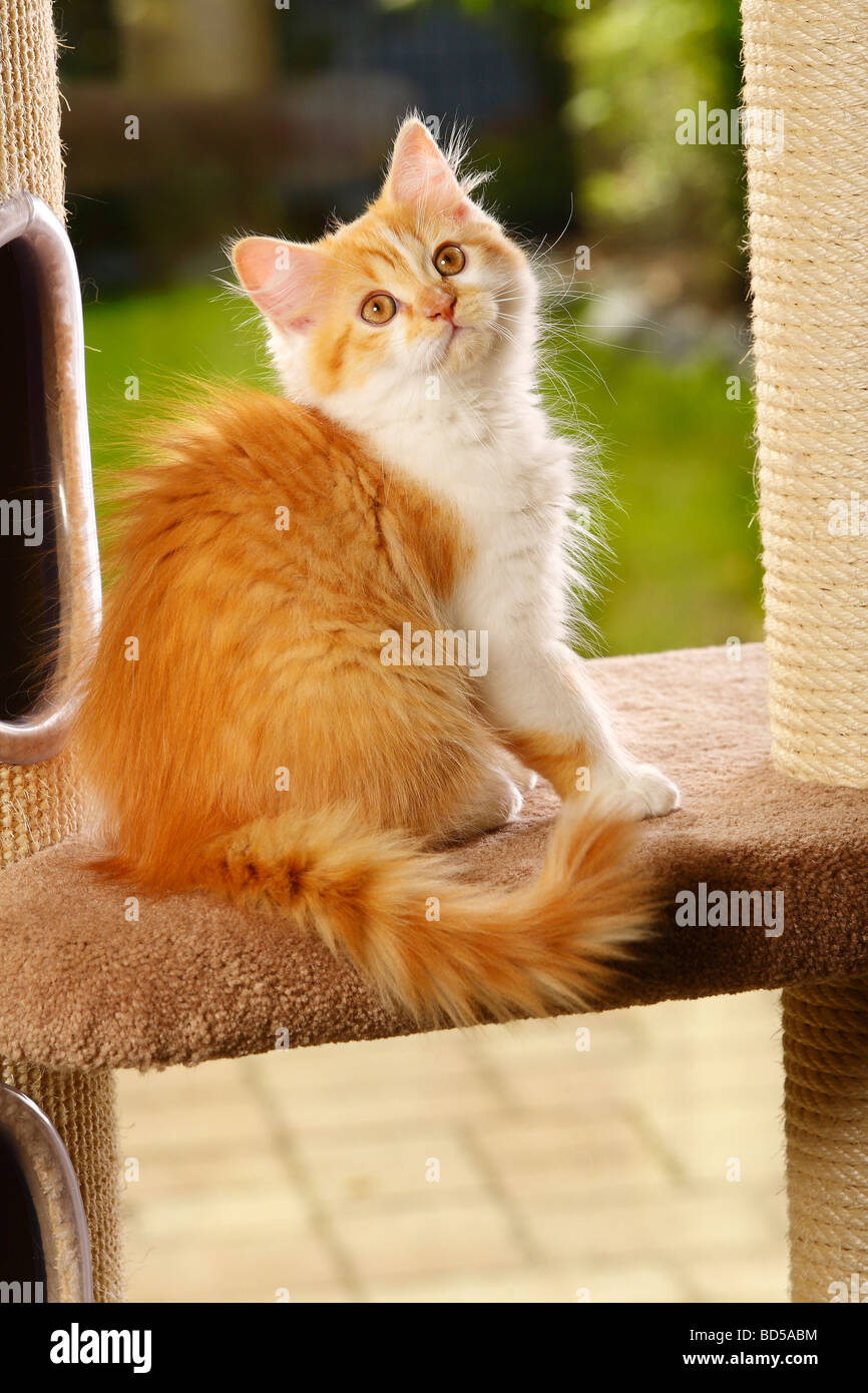 British Longhair Cat kitten red tabby white Highlander Lowlander Britanica  Stock Photo - Alamy