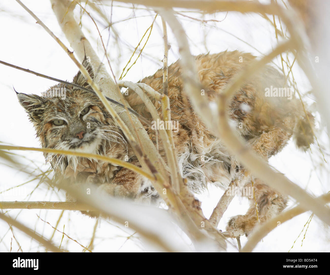 A bobcat in the snow Stock Photo