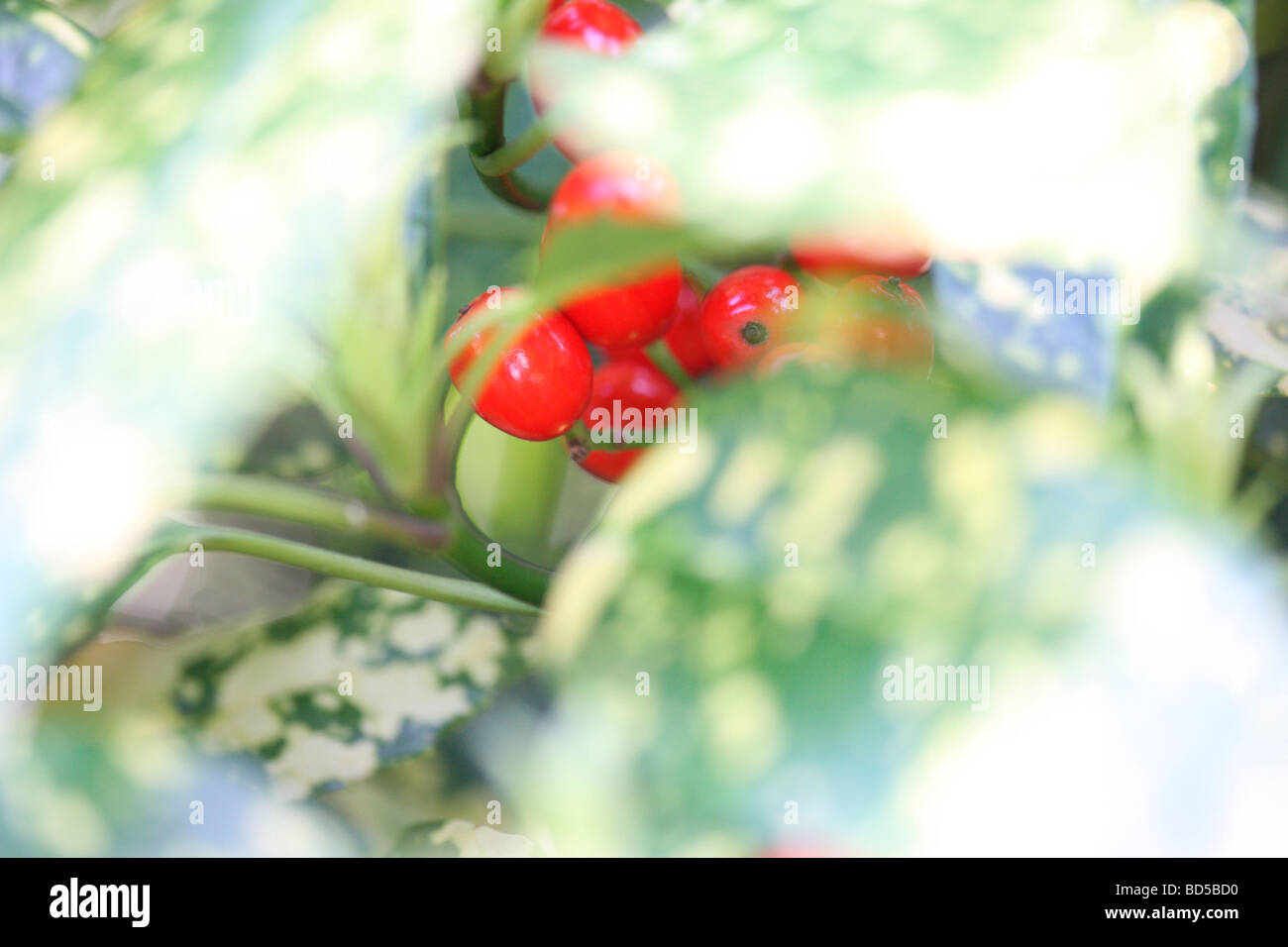 aucuba japonica with red berries fine art photography Jane Ann Butler Photography JABP527 Stock Photo