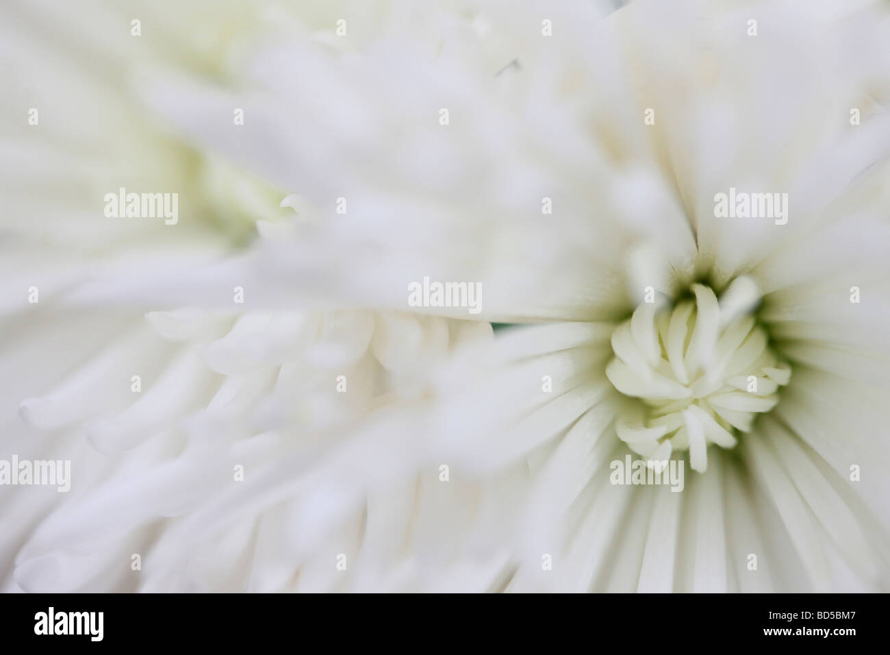 full frame close up of the white long petalled anastasia chrysanthemum fine art photography Jane Ann Butler Photography JABP522 Stock Photo