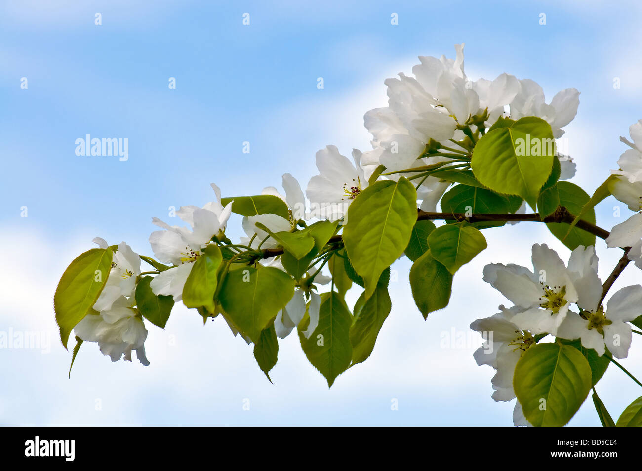 Blossoms apple tree flowers on blue Stock Photo