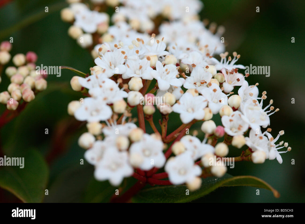 evergreen viburnum pink buds with clusters of white flowers fine art  photography Jane Ann Butler Photography JABP528 Stock Photo - Alamy