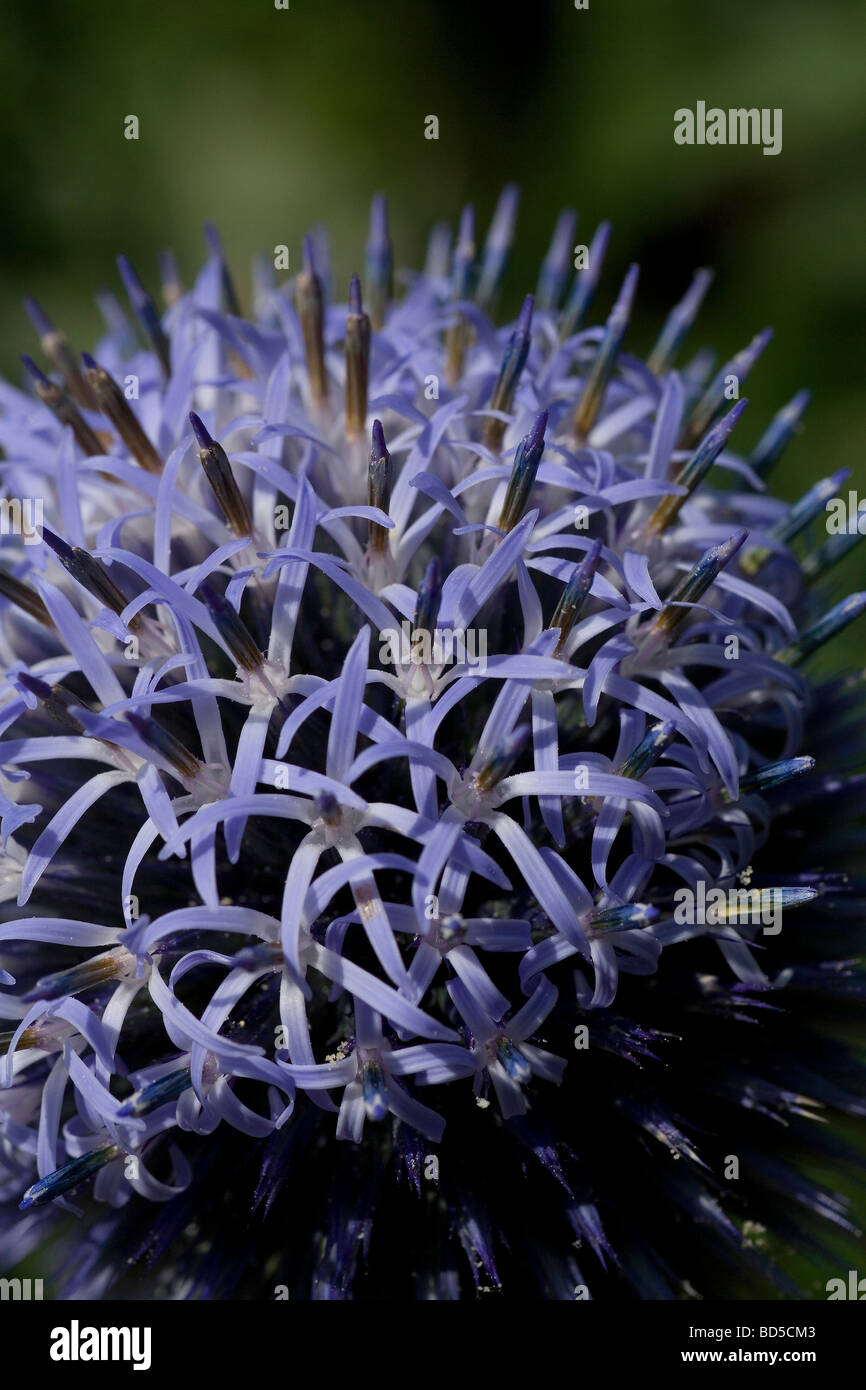 Close up of electric blue Eryngium flower head opening in the sun