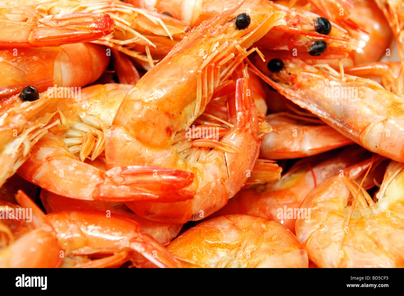 Many shrimps may be used as background Stock Photo