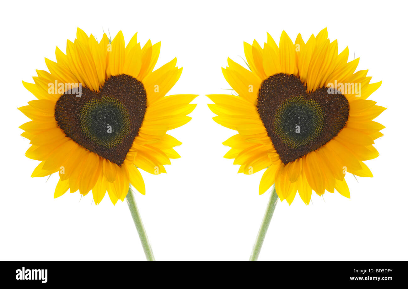 Sunflowers (Helianthus annuus) with tubular flowers in heart shape Stock Photo