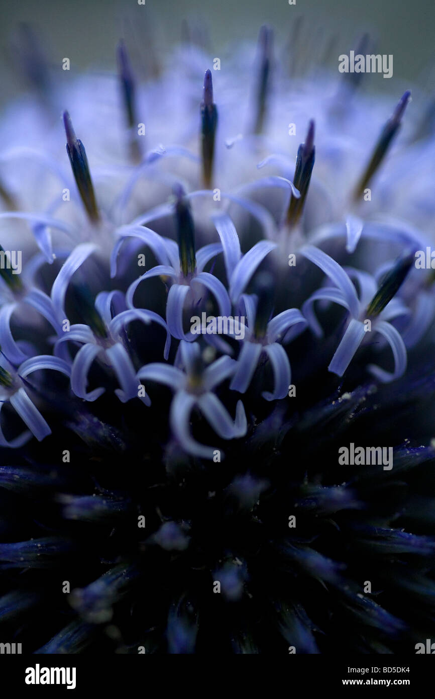 Close up of electric, cobalt blue, Eryngium flower sphere, opening in
