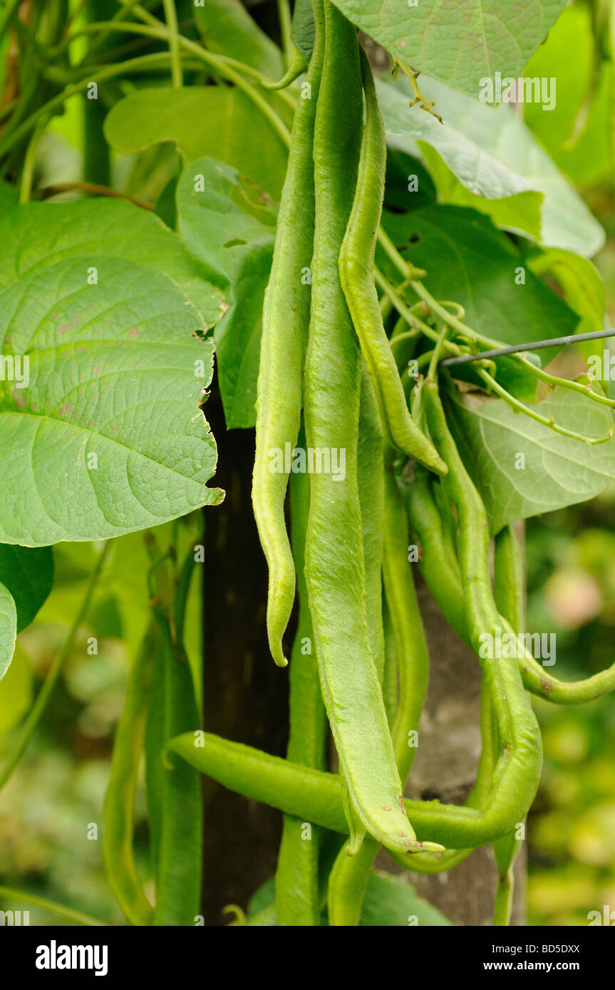 Runner Beans growing Stock Photo Alamy