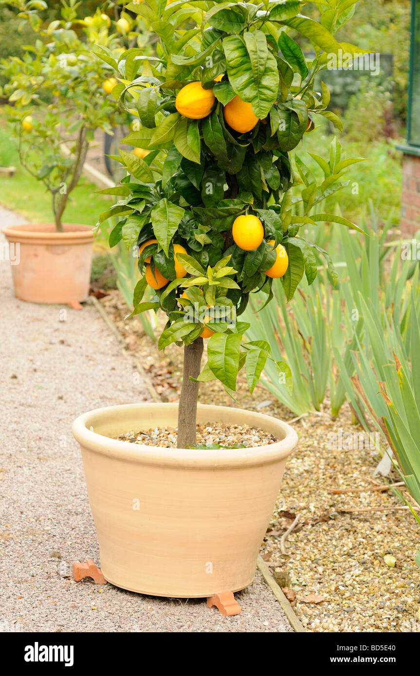Orange tree growing in a pot. Stock Photo