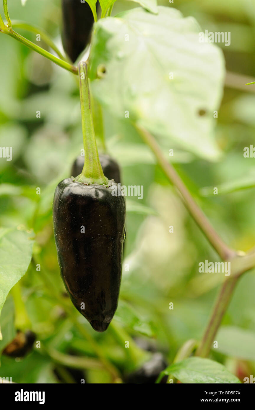 Black Pepper growing Stock Photo Alamy