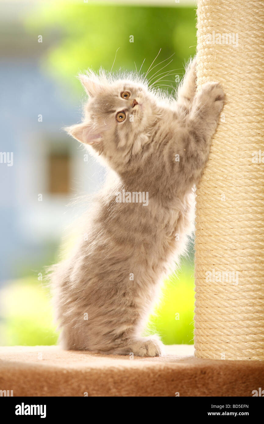 British Longhair Cat kitten blue silver tabby Highlander Lowlander