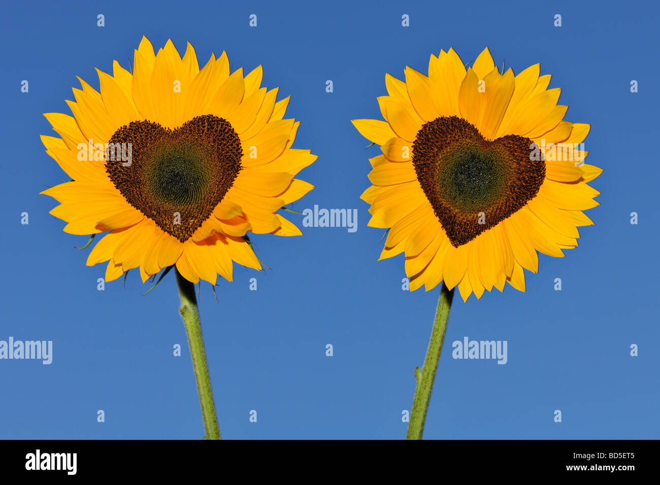 Sunflowers (Helianthus annuus) with tubular flowers in heart shape Stock Photo