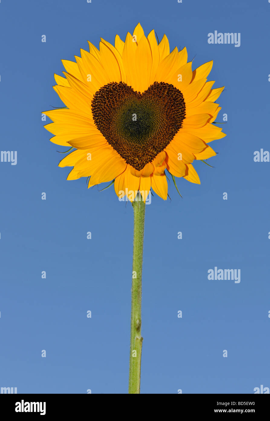 Sunflower (Helianthus annuus) with tubular flowers in heart shape Stock Photo