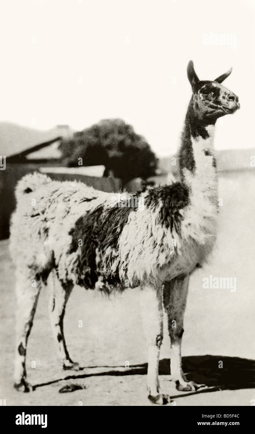Llama Standing in a Yard Stock Photo